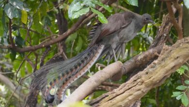 The superb lyrebird is one of the most talented songbirds