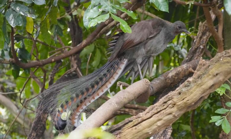 The superb lyrebird is one of the most talented songbirds