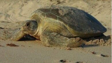 An olive ridley turtle on the beach laying eggs