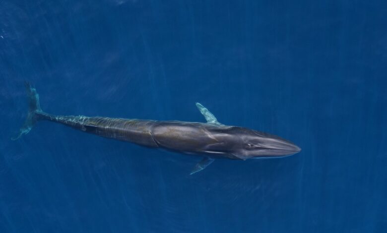 Drone shot of fin whale