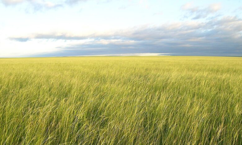 Vast grassland in Mongolia