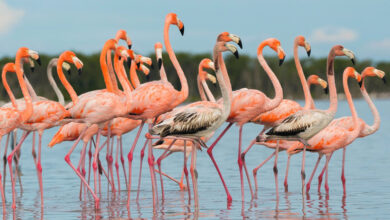 Flock of Flamingos in Florida