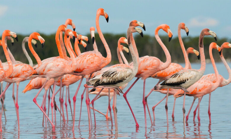 Flock of Flamingos in Florida