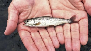 A juvenile coho salmon is held by a fish biologist