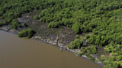 Green Guanabara Project restored around 12.5 hectares of mangrove and planted a total of around 30,500 trees to preserve marine biodiversity and clean rivers, in Rio de Janeiro