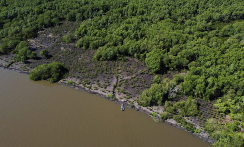 Green Guanabara Project restored around 12.5 hectares of mangrove and planted a total of around 30,500 trees to preserve marine biodiversity and clean rivers, in Rio de Janeiro