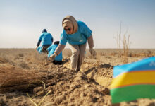 Tree planting in dried out Aral sea in Uzbekistan