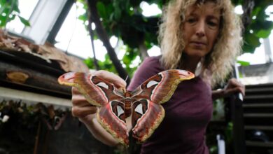 Ornithologist Francesca Rossi holds a newborn female Attacus lorquinii at the greenhouse of the Museo delle Scienze