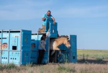 A Przewalski’s horse is released on the steppe