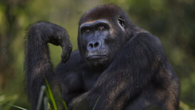 Western lowland gorilla sub-adult male portrait
