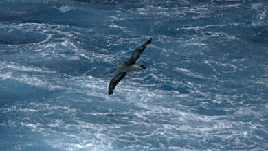 Giant petrel in the Drake Passage