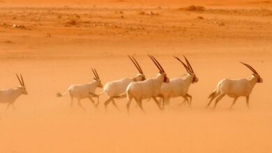 Gazelles in Saudi Arabian desert