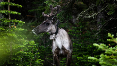Caribou in forest, Canada